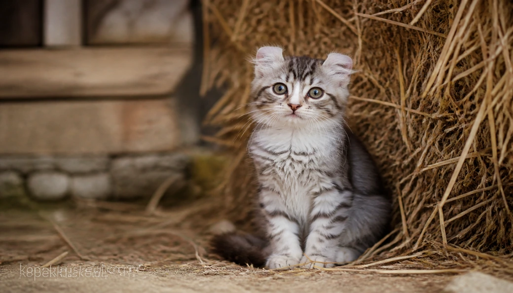 American Curl yavru