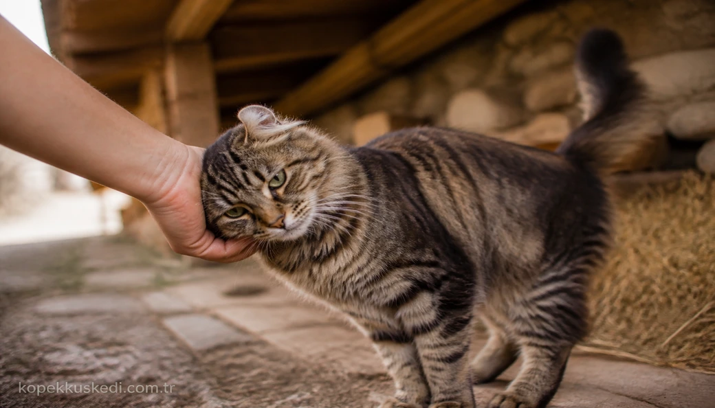 American Curl sahiplenme