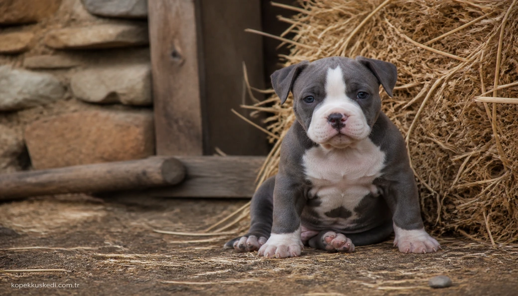 American Staffordshire yavru