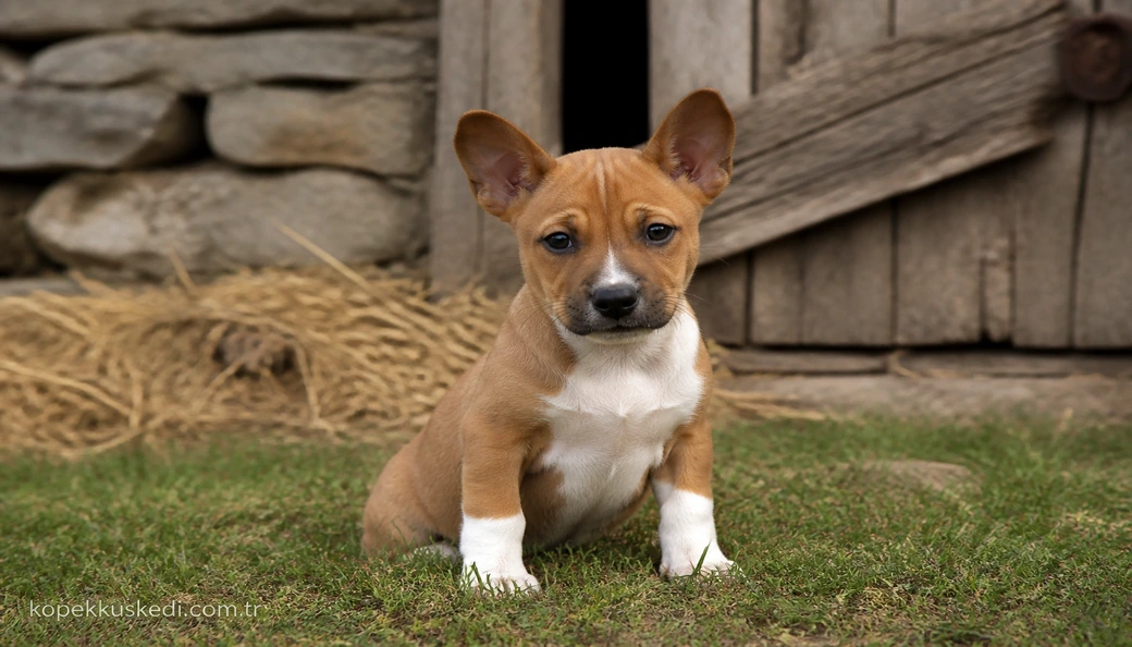 Basenji yavru