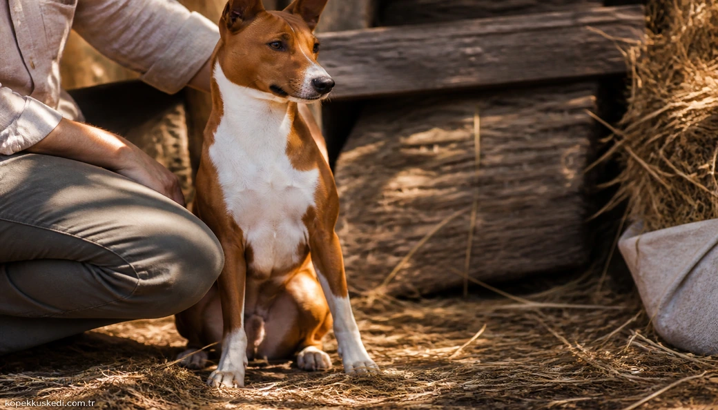 Basenji sahiplenme