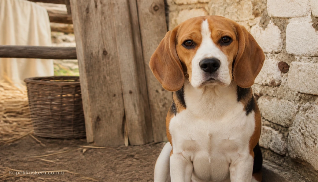 Beagle fiyat