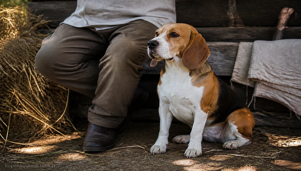 Beagle sahiplenme
