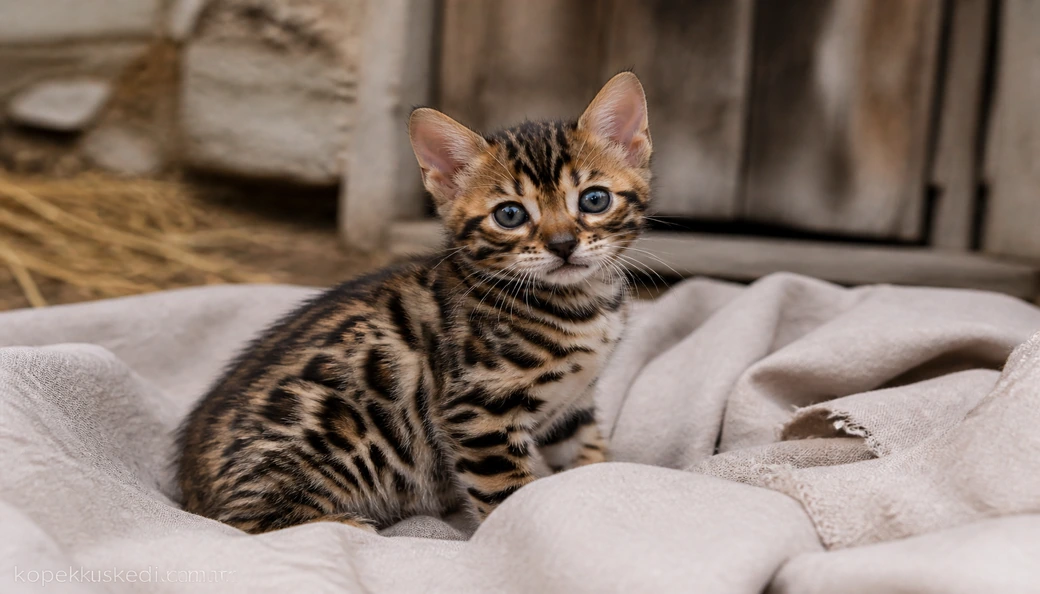 Bengal Kedisi yavru