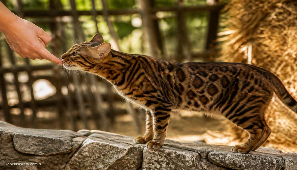 Bengal Kedisi sahiplenme