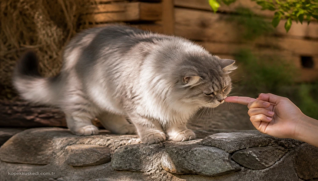 British Longhair sahiplenme