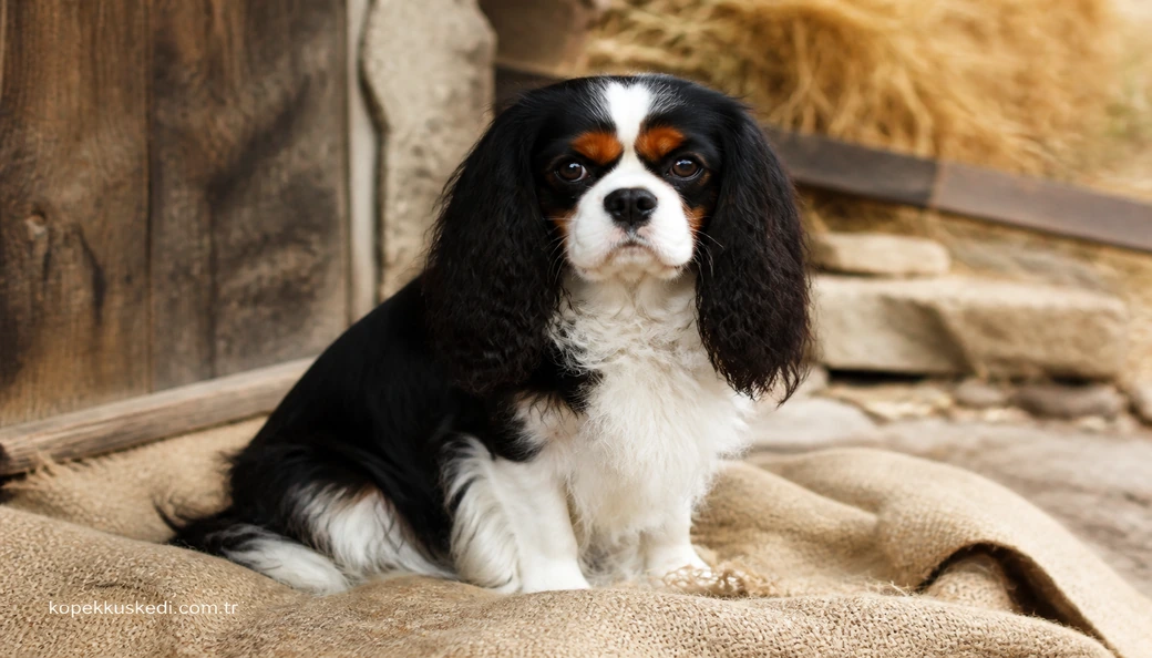 Cavalier King Charles fiyat