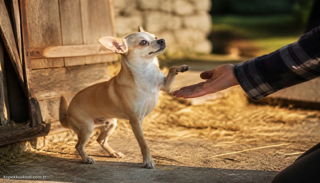 Chihuahua sahiplenme