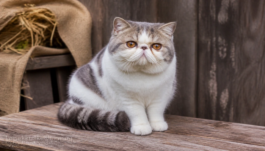 Exotic Shorthair fiyat