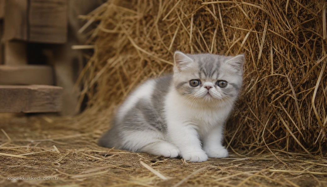 Exotic Shorthair yavru