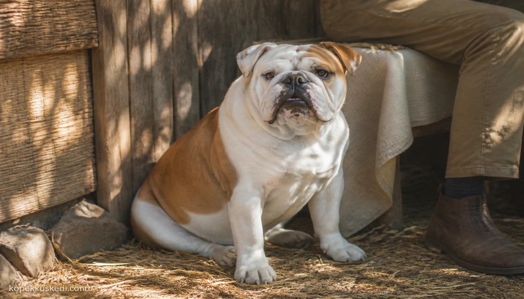 İngiliz Bulldog sahiplenme