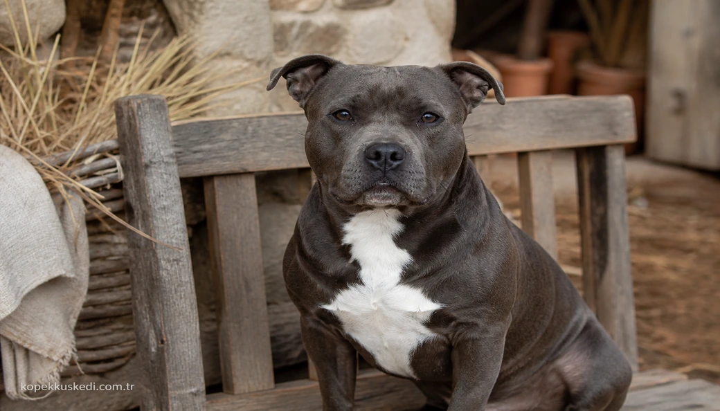 İngiliz Staffordshire fiyat