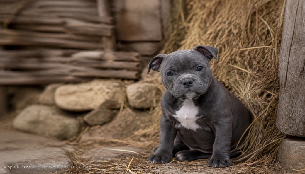 İngiliz Staffordshire yavru