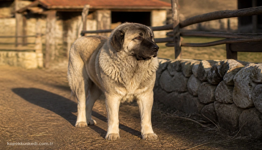 Kafkas Çoban Köpeği fiyatları