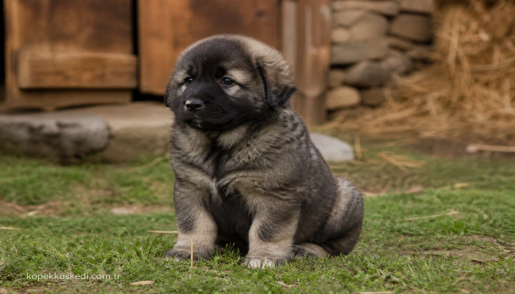 Kafkas Çoban Köpeği yavru