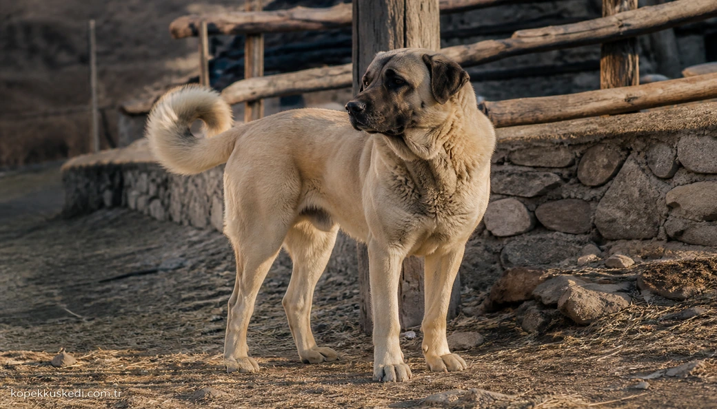 Kangal fiyatları