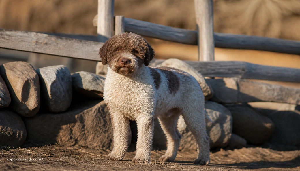 Lagotto Romagnolo fiyatları