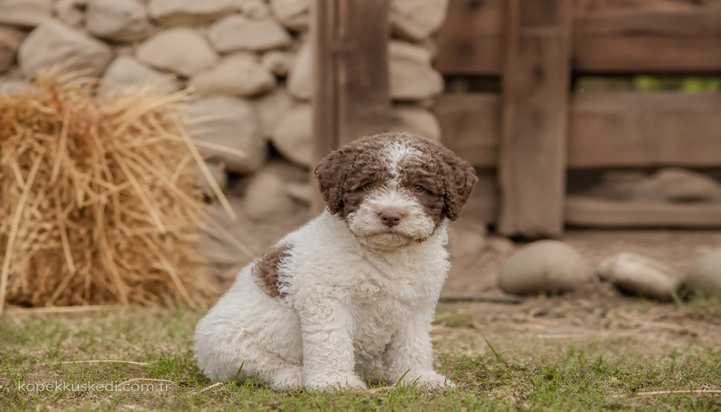 Lagotto Romagnolo yavru
