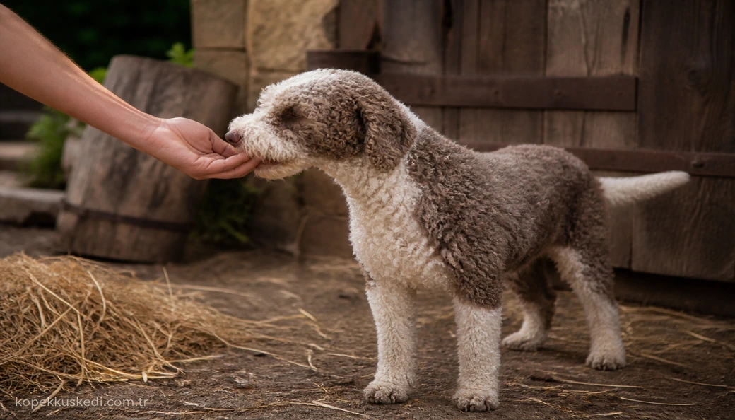 Lagotto Romagnolo sahiplenme