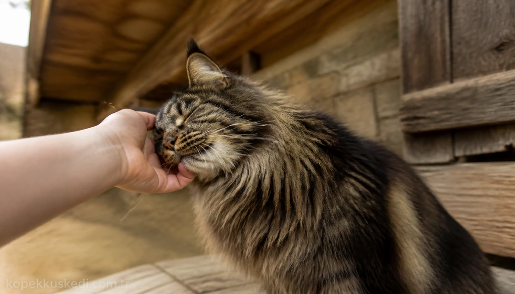 Maine Coon sahiplenme