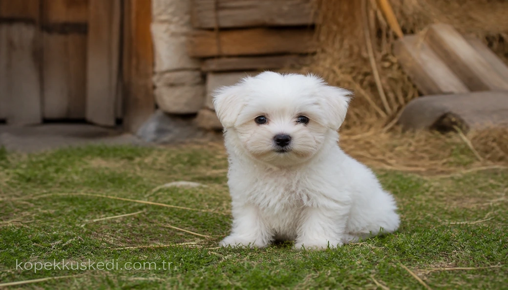 Maltese Terrier yavru