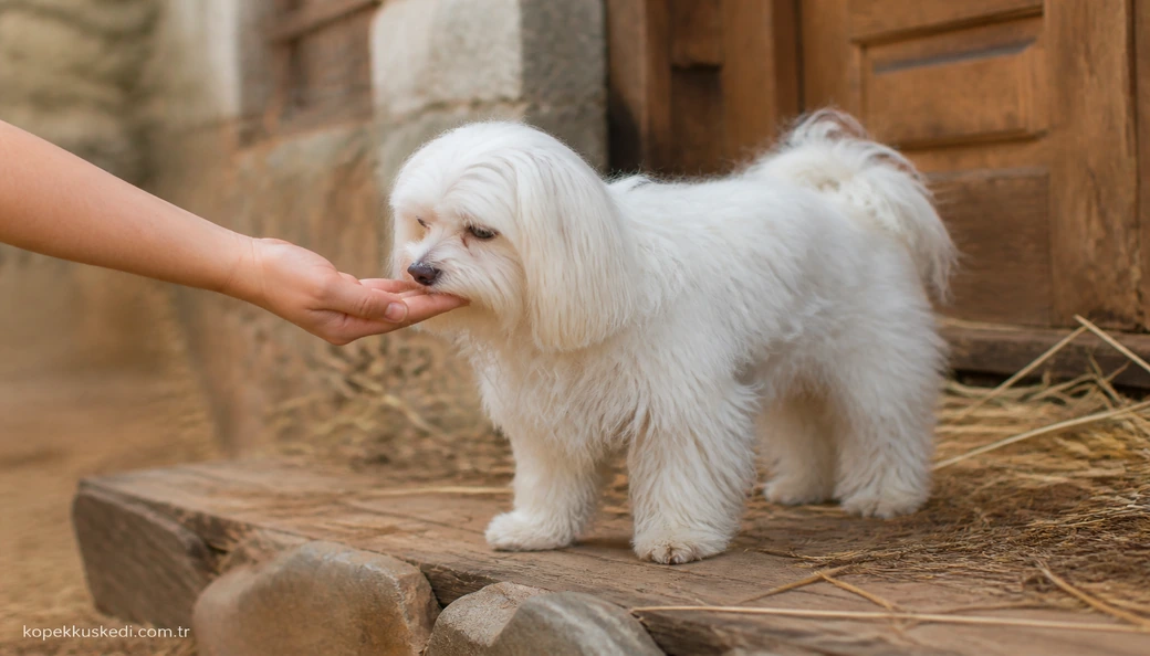 Maltese Terrier sahiplenme