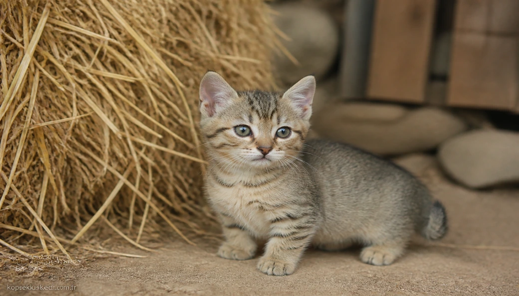 Munchkin Kedisi yavru