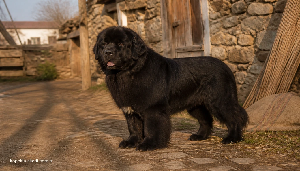 Newfoundland Köpek fiyat