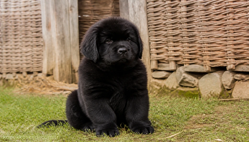 Newfoundland Köpek yavru