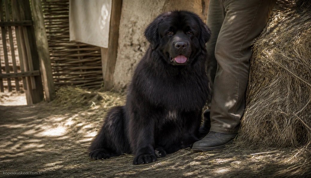 Newfoundland Köpek sahiplenme
