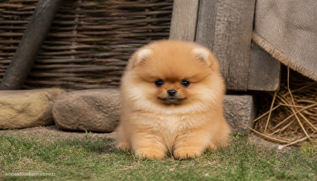 Pomeranian Boo yavru