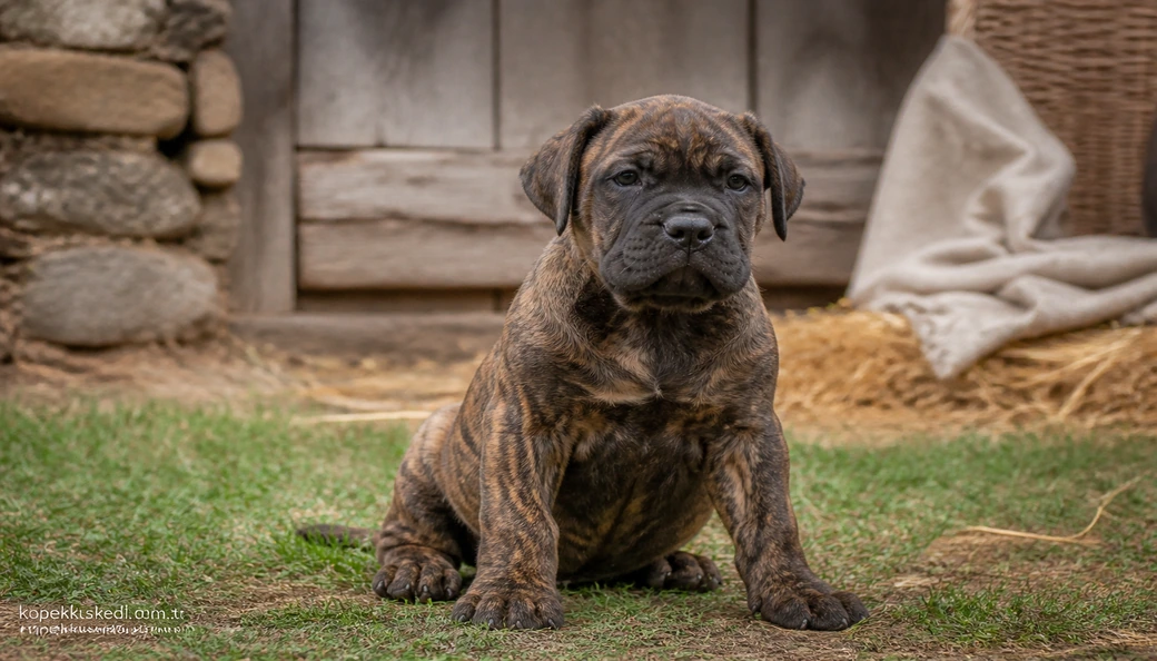 Presa Canario yavru