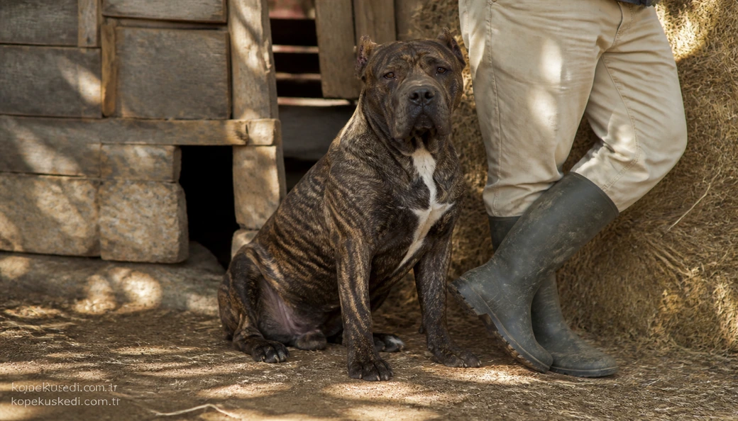 Presa Canario sahiplenme