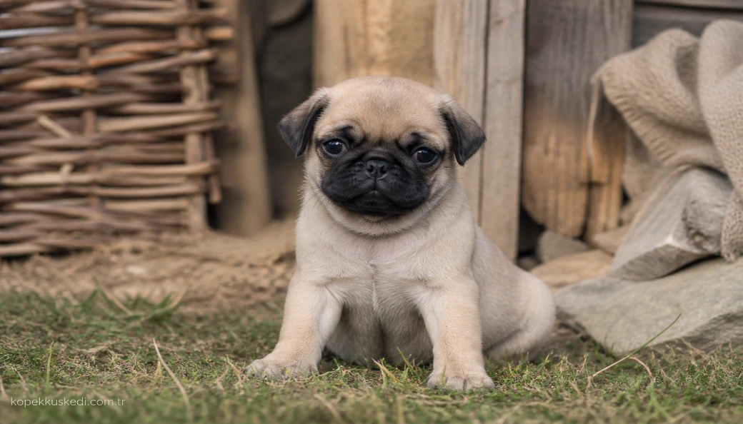 Pug yavru