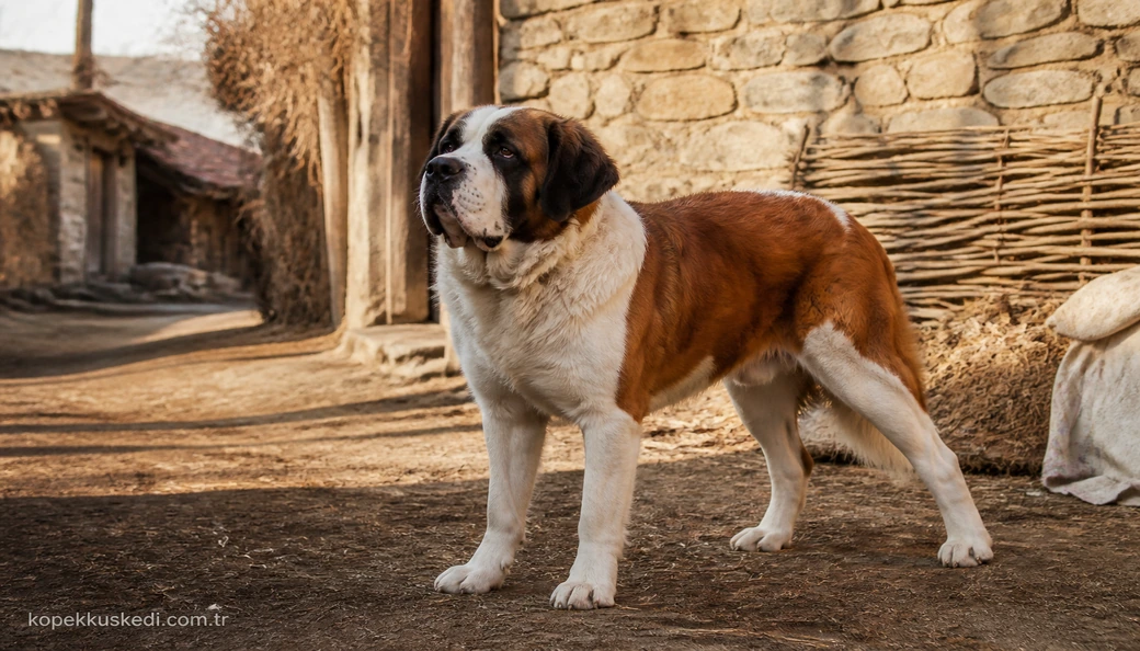 Saint Bernard fiyatları