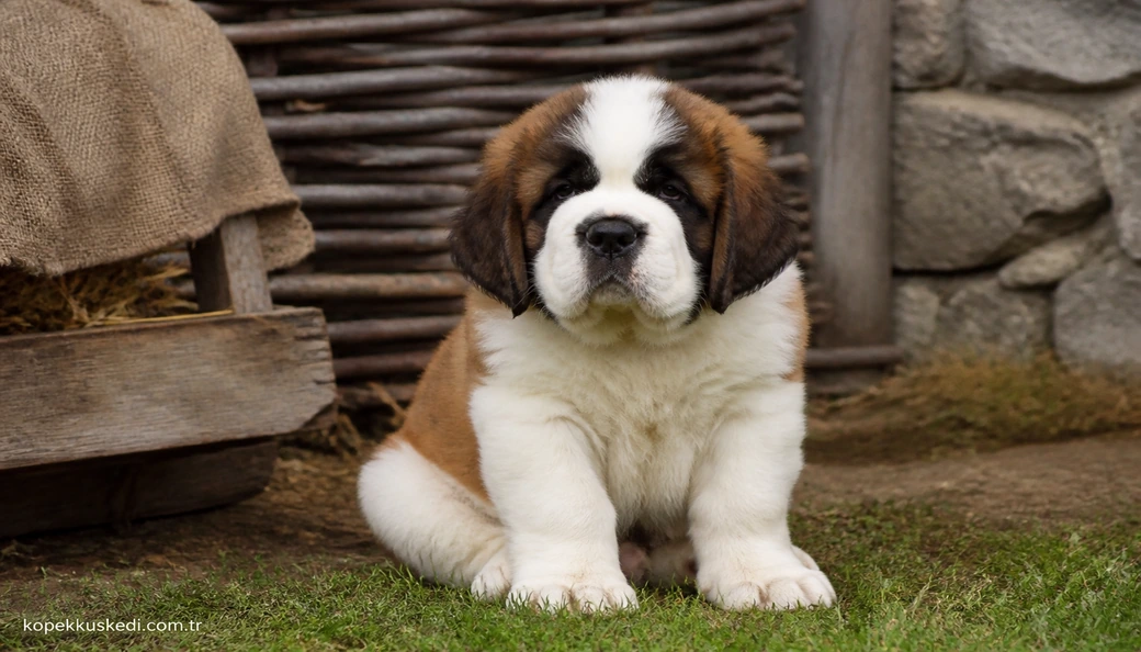 Saint Bernard yavru