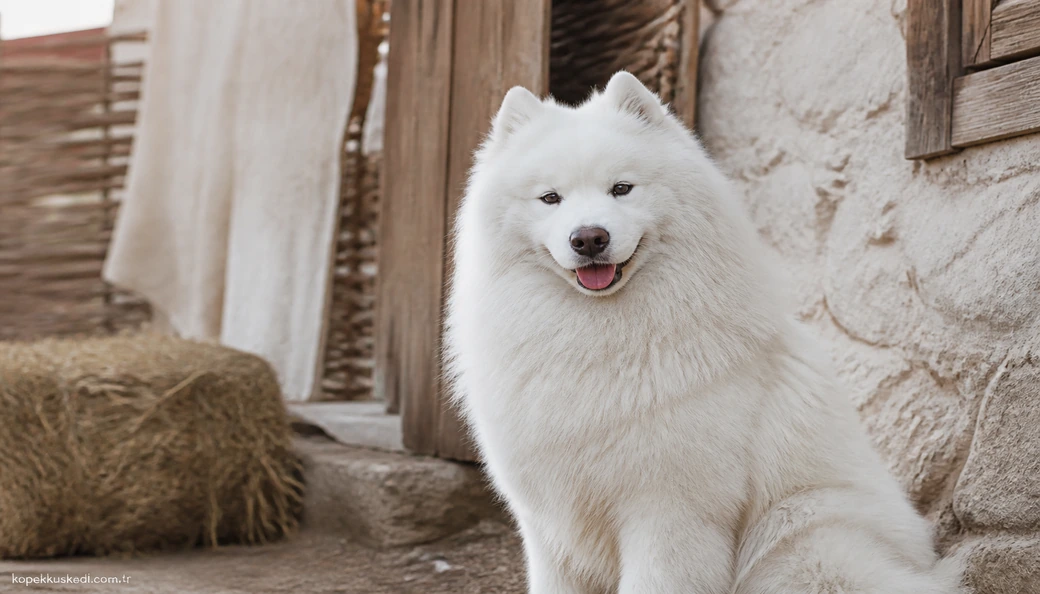 Samoyed fiyat