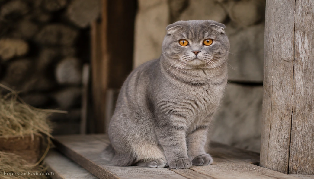 Scottish Fold fiyat