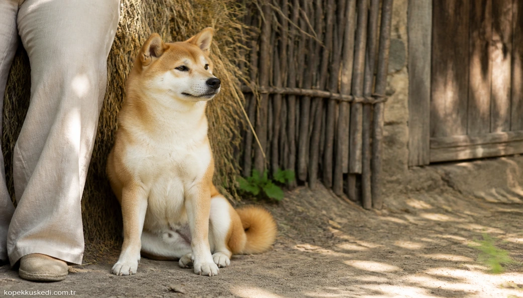 Shiba Köpek sahiplenme