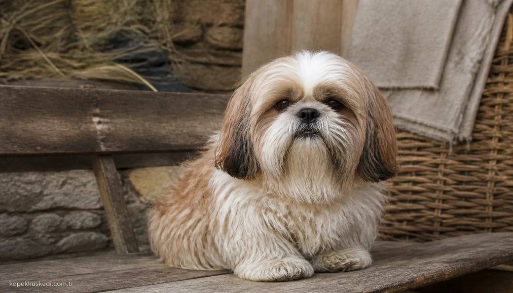 Shih Tzu fiyat