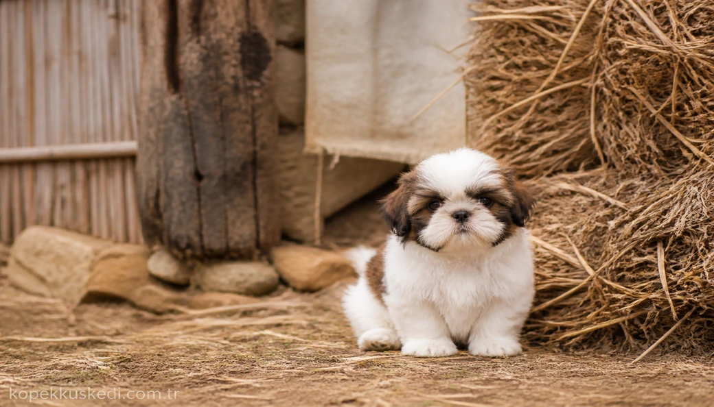 Shih Tzu yavru