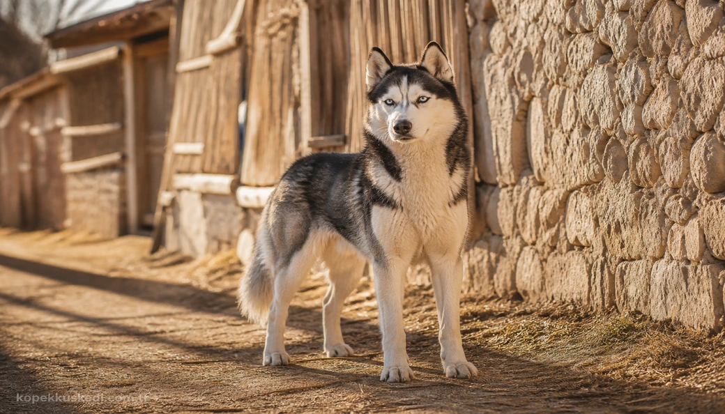 Sibirya Kurdu Husky fiyatları