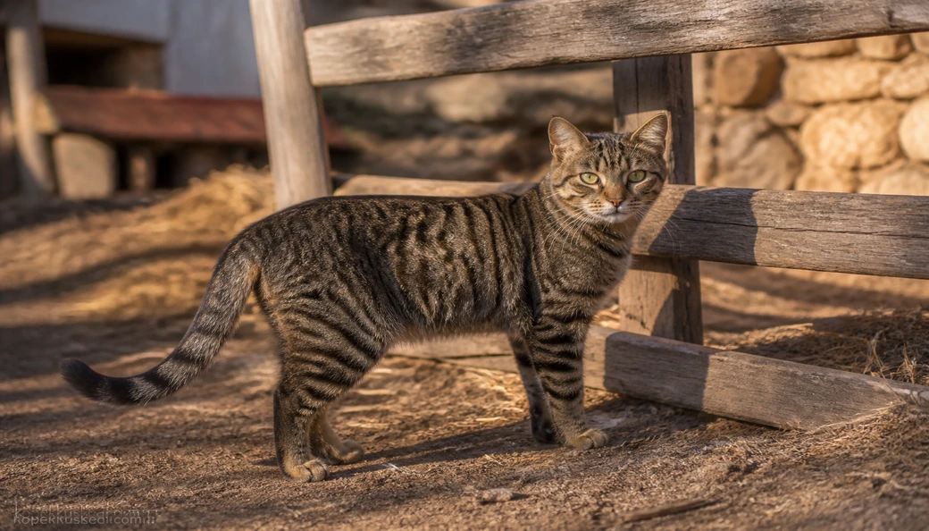 Tekir Kedi fiyatları