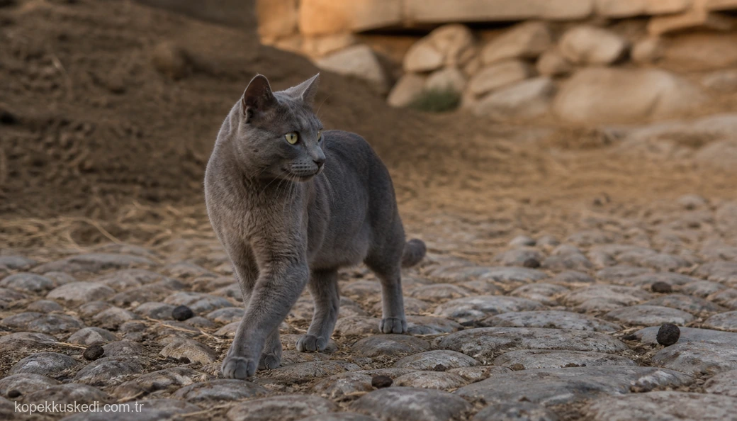 Adıyaman Kedi fiyatları