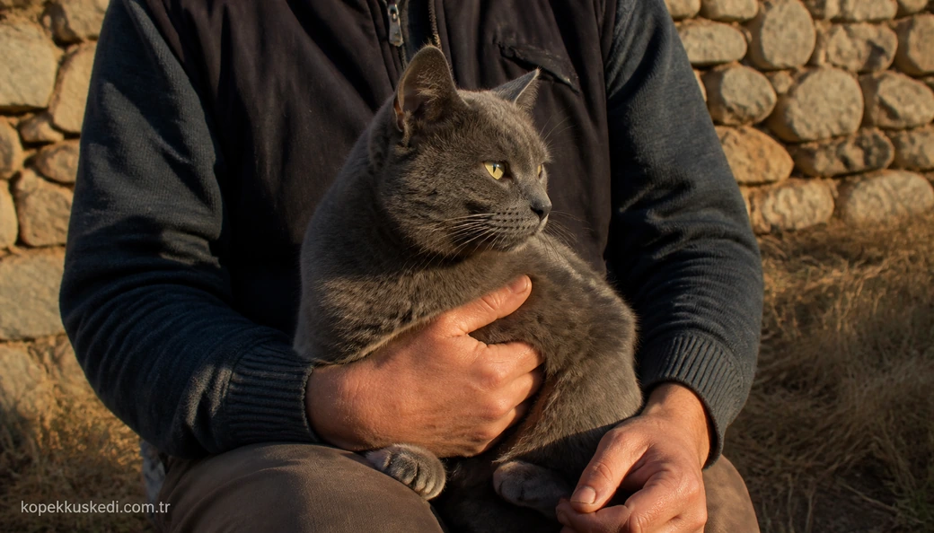Afyonkarahisar Kedi sahiplenme
