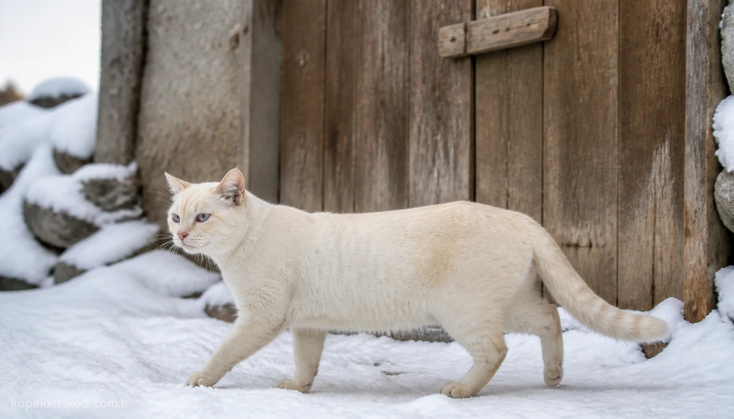 Ağrı Kedi fiyatları