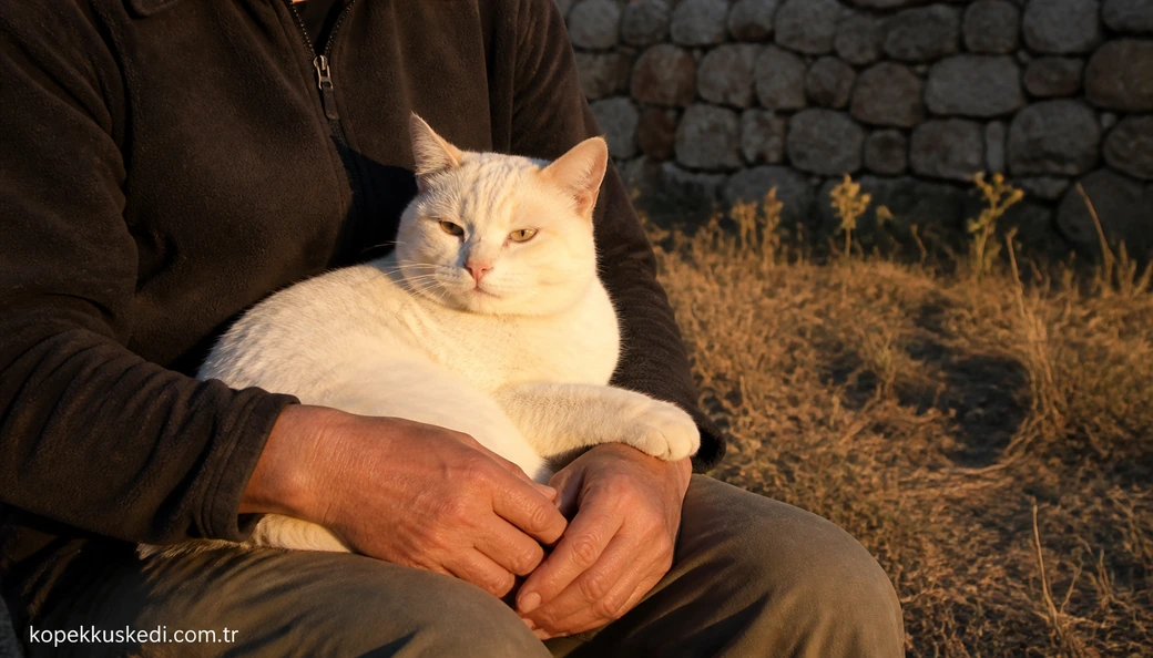 Aksaray Kedi sahiplenme