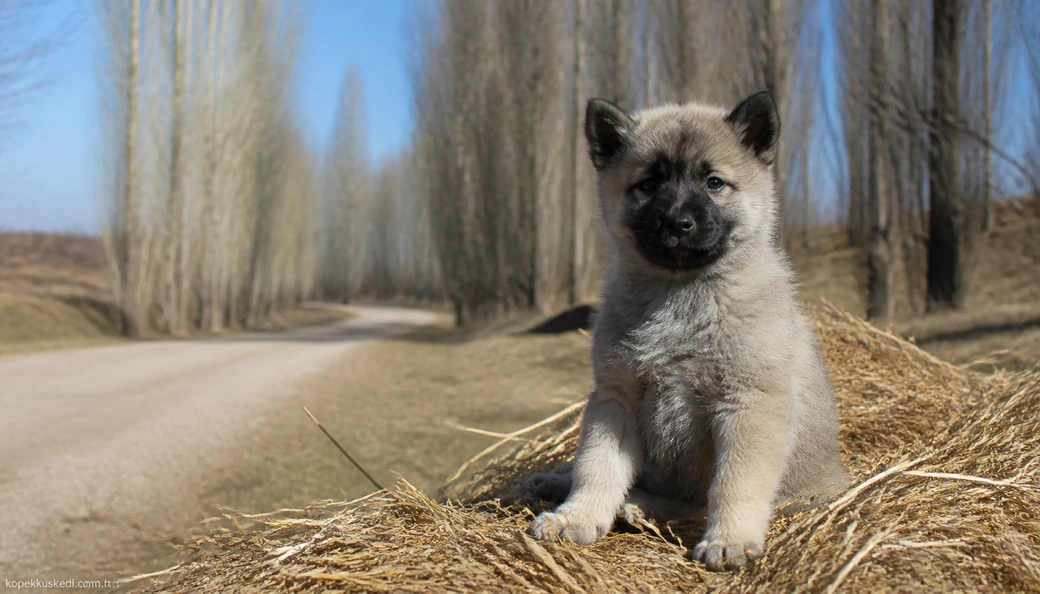Ankara Köpek yavru