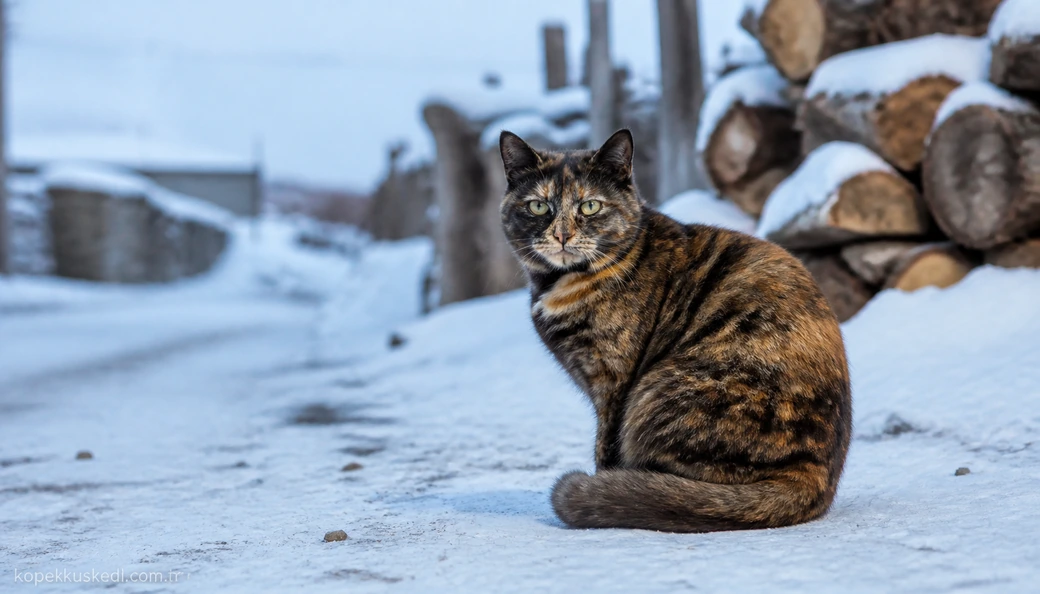Ardahan Kedi fiyat