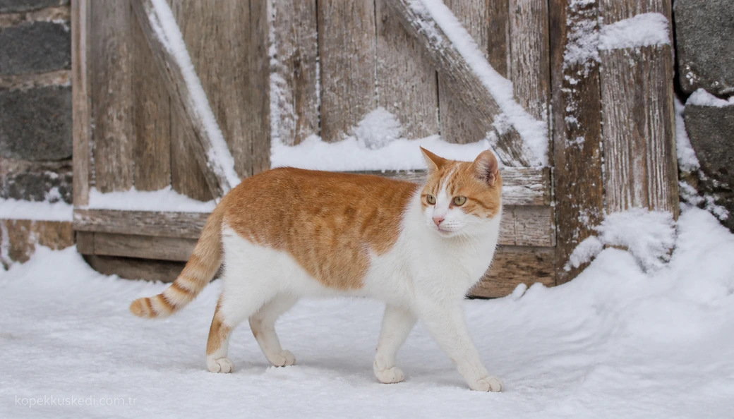 Ardahan Kedi fiyatları